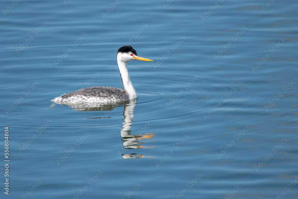 Clark's Grebe (Aechmophorus darkii) on the water at Prado Regional Park in Chino, California, USA; Chino, California, United States of America Clark's Grebe (Aechmophorus darkii) on the water at Prado Regional Park in Chino, California, USA; Chino, California, United States of America