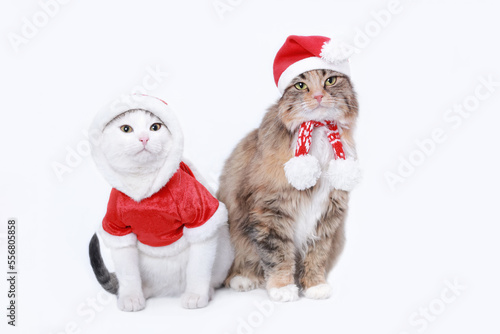 Two cats isolated on a white background. Cat in Santa Claus Xmas red hat. Web banner empty space for text. Cat wearing red christmas hat. Merry Christmas. White Kitten in Santa costume. Winter 2023 © Mariia
