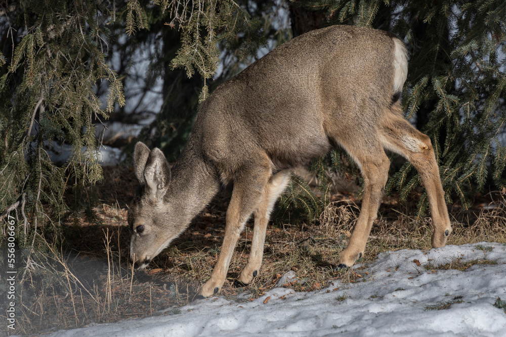 Young elk (Cervus canadensis) grazing on a snowy meadow in Banff National Park. Elk are a vital part of Banff's ecology; Improvement District No. 9, Alberta, Canada Young elk (Cervus canadensis) grazing on a snowy meadow in Banff National Park. Elk are a vital part of Banff's ecology; Improvement District No. 9, Alberta, Canada