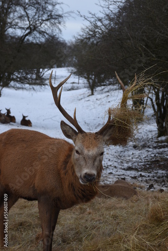 farmland deer eating hay in the icy snow