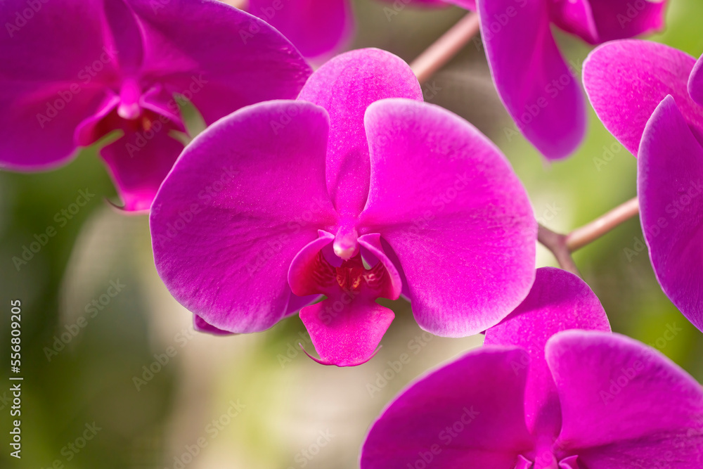 Purple Phalaenopsis orchid; Maui, Hawaii, United States of America Purple Phalaenopsis orchid; Maui, Hawaii, United States of America