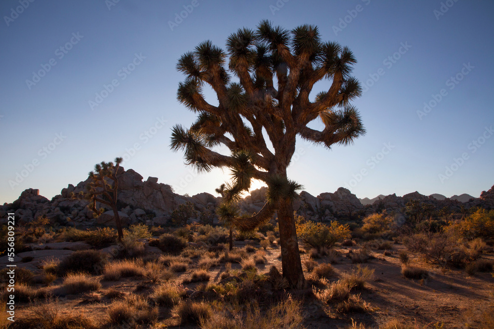 The sun sets behind a Joshua tree. The sun sets behind a Joshua tree.