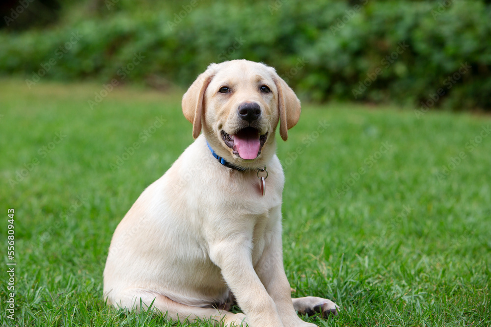 Yellow Labrador Retriever puppy sitting on the grass; Maui, Hawaii, United States of America Yellow Labrador Retriever puppy sitting on the grass; Maui, Hawaii, United States of America