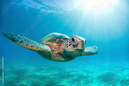 Close-up of a Green sea turtle (Chelonia mydas) swimming in turquoise waters and looking at the camera; Honolulu, Oahu, Hawaii, United States of America photo