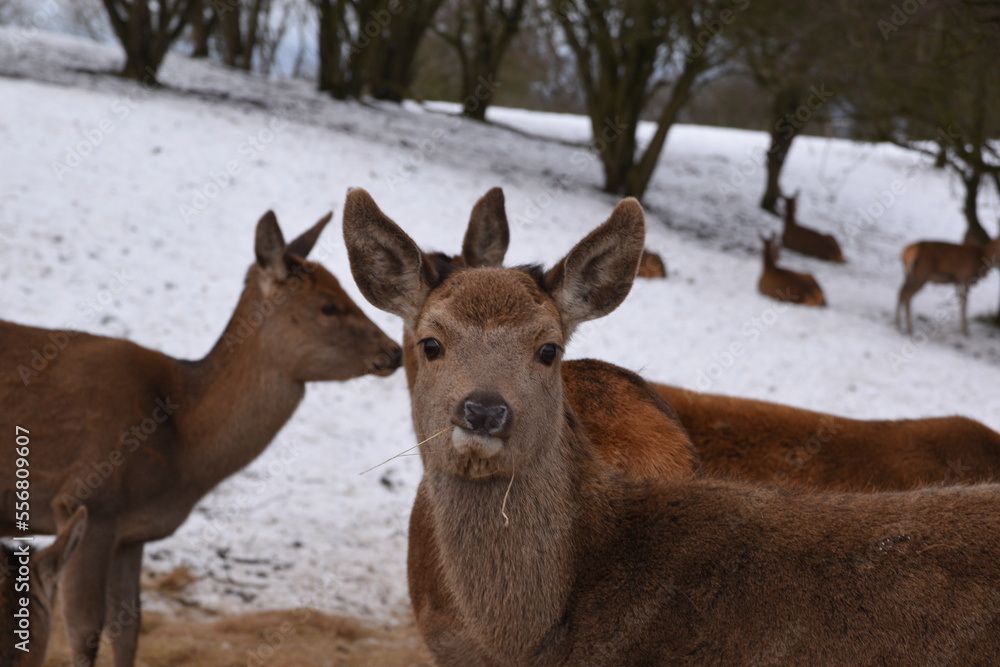 farmland deer eating hay in the icy snow farmland deer eating hay in the icy snow