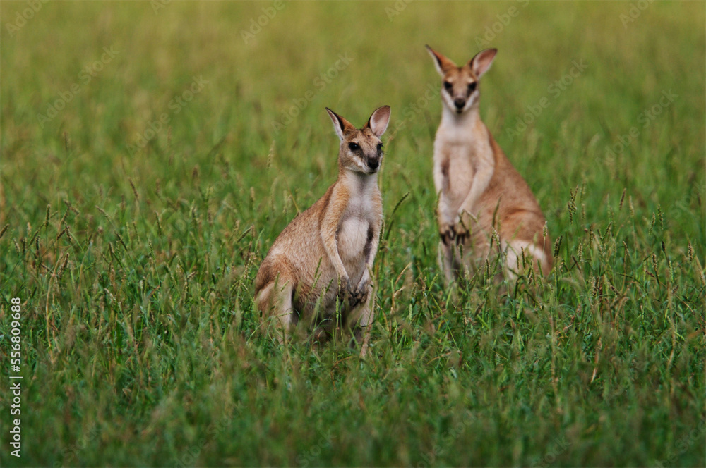 Portrait of a pair of wallabies; Australia Portrait of a pair of wallabies; Australia