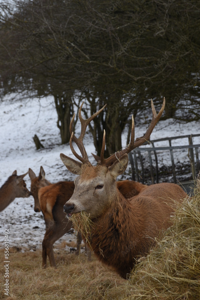 farmland deer eating hay in the icy snow farmland deer eating hay in the icy snow