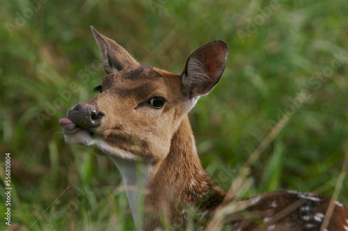 Adult Axis deer (Axis axis) is naturally spotted on Maui, Hawaii, USA; Maui, Hawaii, United States of America photo