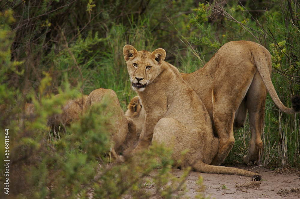 Mother lion (Panthera leo) with cubs; Serenera, Tanzania Mother lion (Panthera leo) with cubs; Serenera, Tanzania