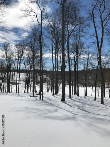 trees in winter