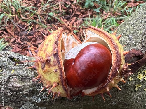 chestnuts on the ground