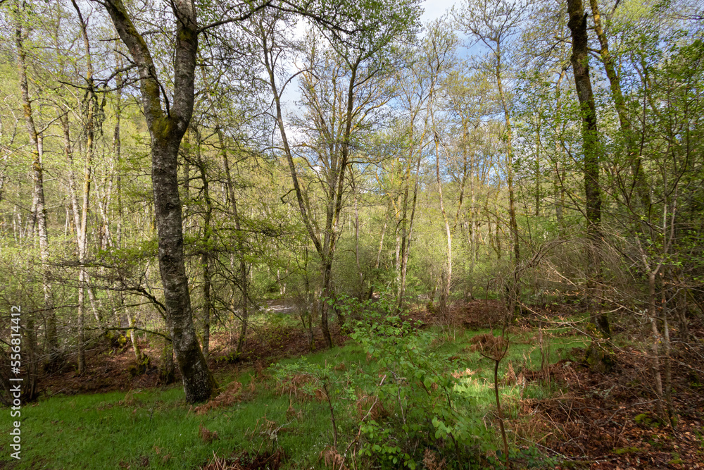 footpath in the woods footpath in the woods