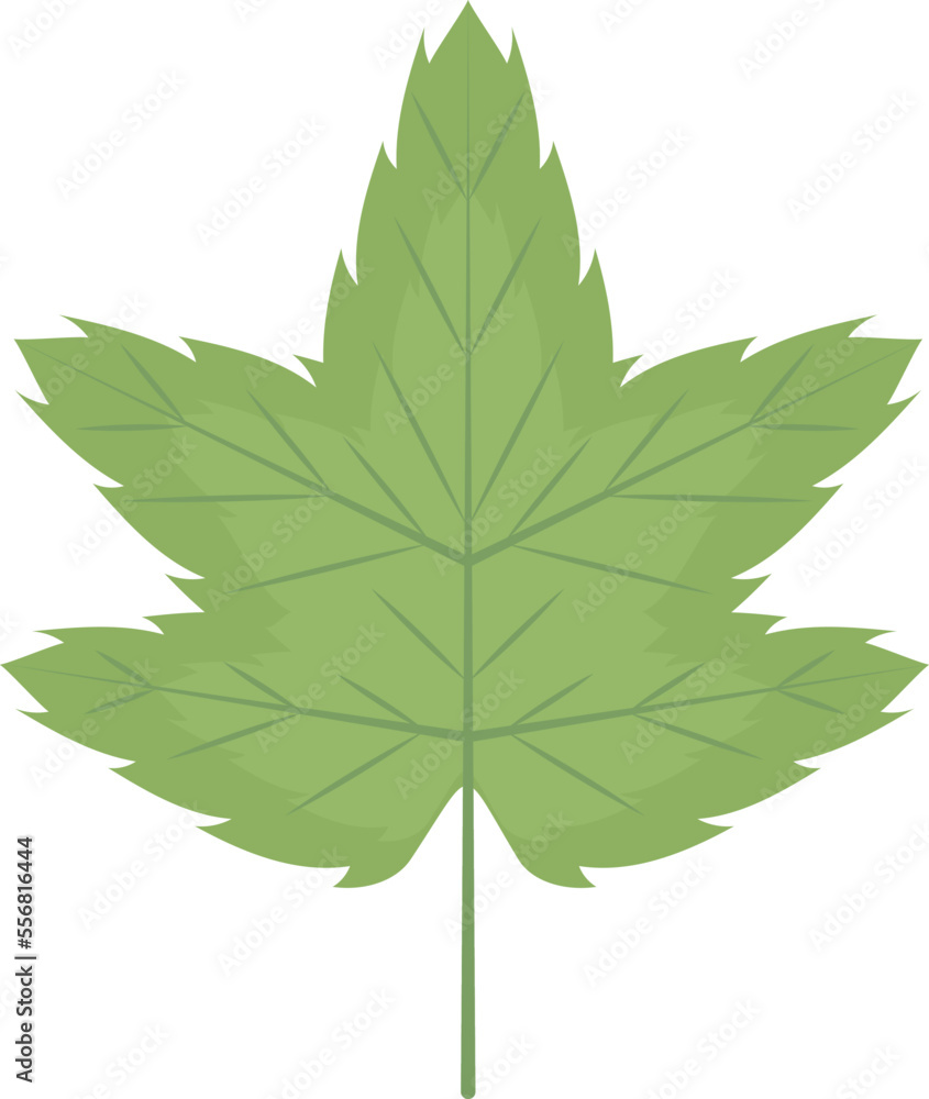 Fototapeta premium green maple leaf