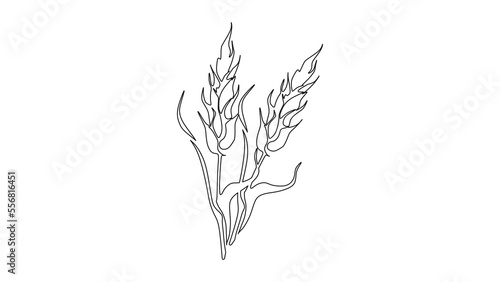Wheat Outline Icon vector in trendy design style. Gluten Free Symbol Illustration, isolated on white background. Suitable for many purposes.