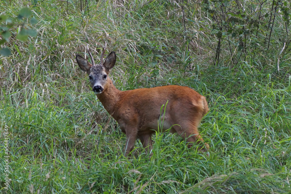 Fototapeta premium deer in the woods