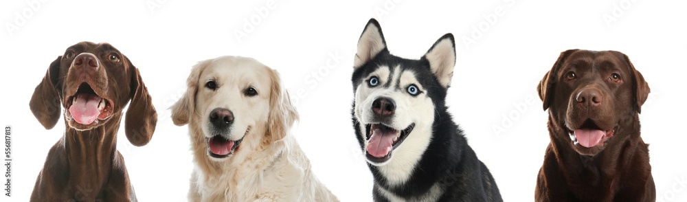 Happy pets. Adorable dogs smiling on white background, banner design. Chocolate Labrador Retriever, Siberian Husky, German Shorthaired Pointer and Golden Retriever Happy pets. Adorable dogs smiling on white background, banner design. Chocolate Labrador Retriever, Siberian Husky, German Shorthaired Pointer and Golden Retriever