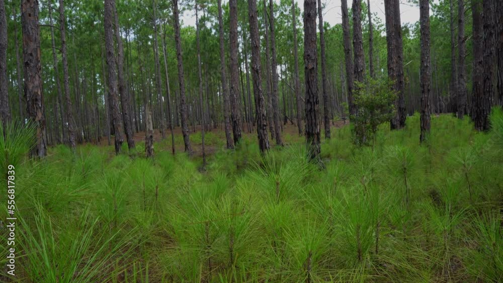 Pinewood Forest with Young Green Undergrowth Pinewood Forest with Young Green Undergrowth