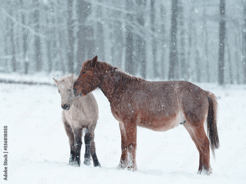 Fototapeta premium 冬の道産子