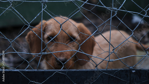 Foto Perro cachorro marrón triste y solitario tras la valla de una perrera