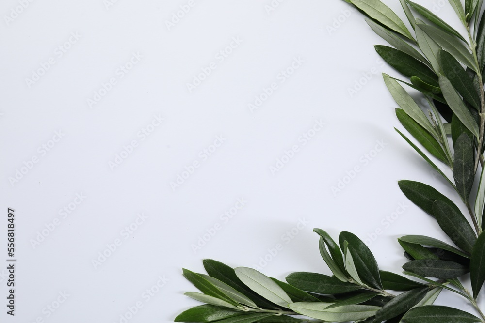 Olive twigs with fresh green leaves on white background, flat lay. Space for text Olive twigs with fresh green leaves on white background, flat lay. Space for text