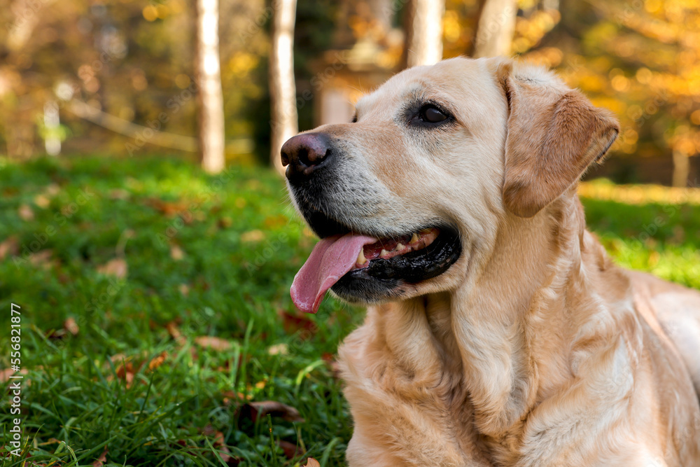 Cute Labrador Retriever dog on green grass in sunny autumn park. Space for text Cute Labrador Retriever dog on green grass in sunny autumn park. Space for text