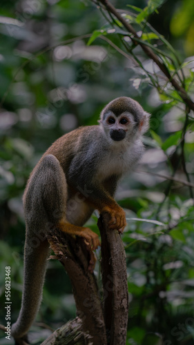 Canvas Print Monkey eating banana on monkey island in Colombia
