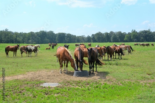 herd of horses in the field © Vito Natale NJ USA