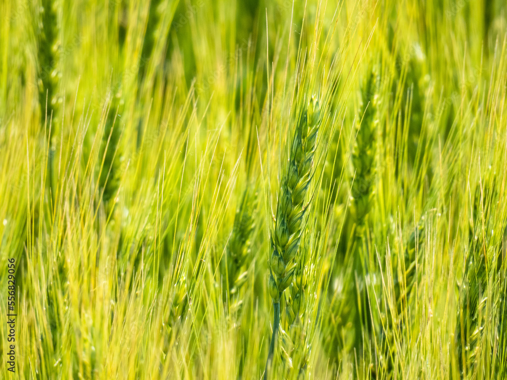 A field where growing wheat sways in the wind