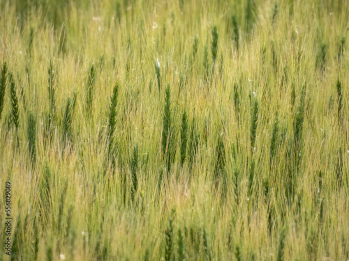 A field where growing wheat sways in the wind