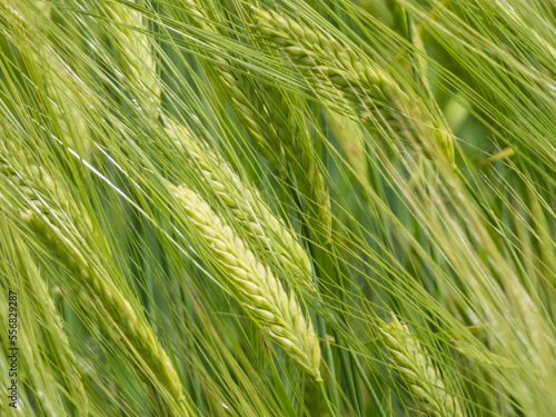ears of wheat swaying in the wind