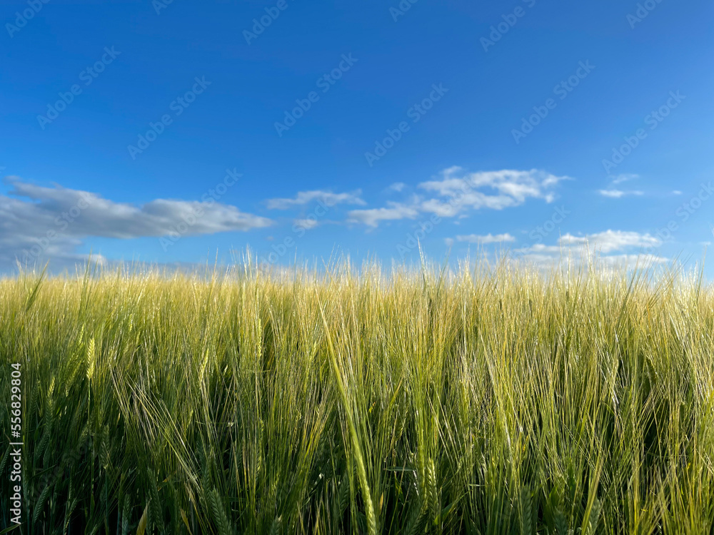 Colored wheat field and sky