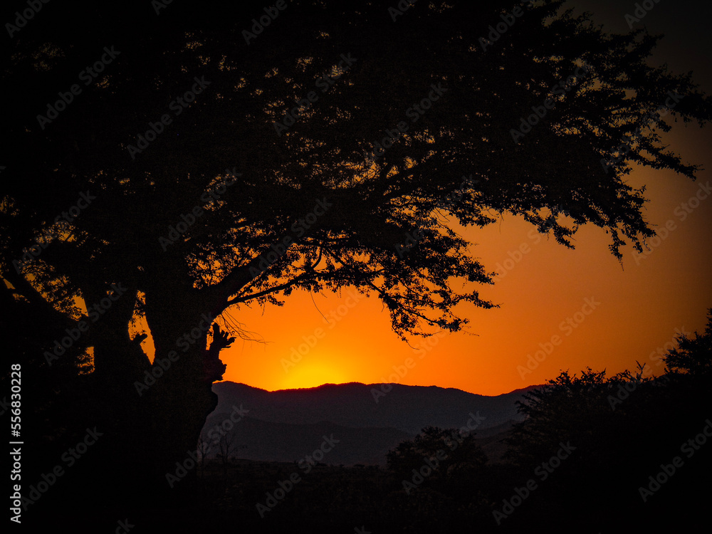 Fototapeta premium sunset in the forest