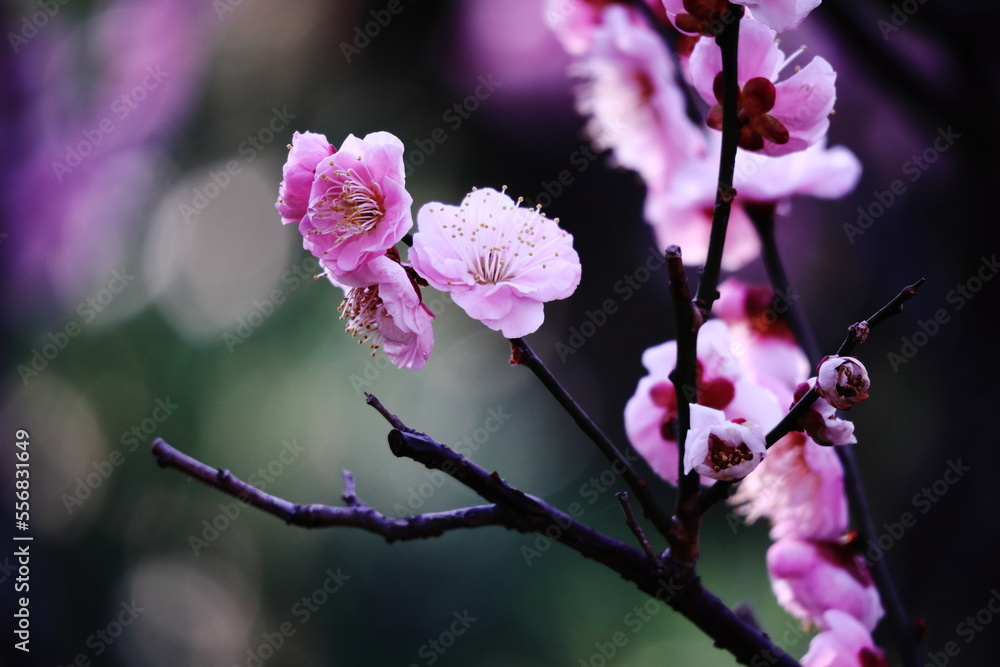 Obraz premium 春の訪れと美しい梅の花