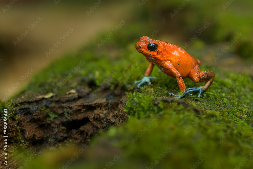 Naklejka premium Rana Flecha Roja y Azul Oophaga pumilio