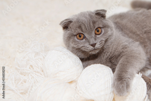 A gray cat plays with a white ball of wool on a fluffy carpet. Happy kitten loves to stroke the woman's hand. british shorthair. Cat for advertising tape. Playful pet close-up. High quality photo