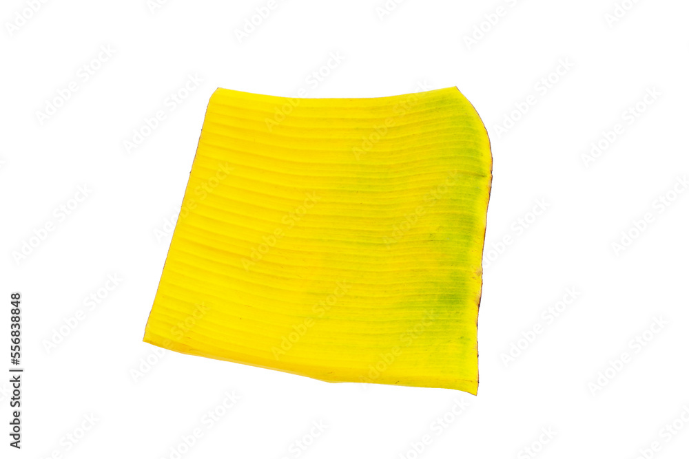 Yellow banana leaf on white background Yellow banana leaf on white background