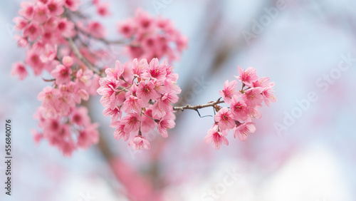 pink cherry blossoms