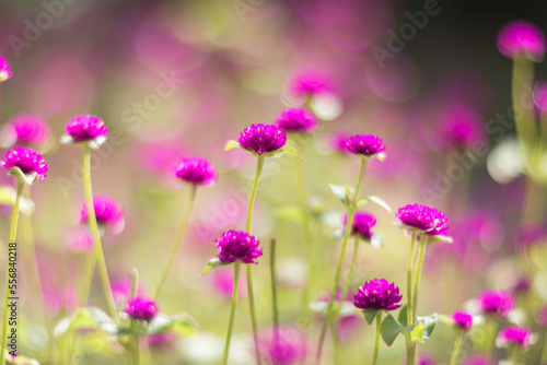 flowers in the garden