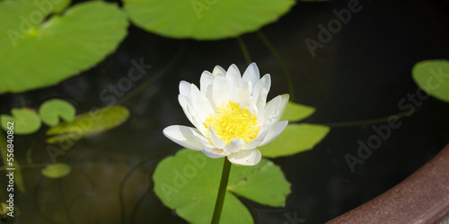 Beautiful blooming Nymphaea lotus flower with leaves  Water lily pot