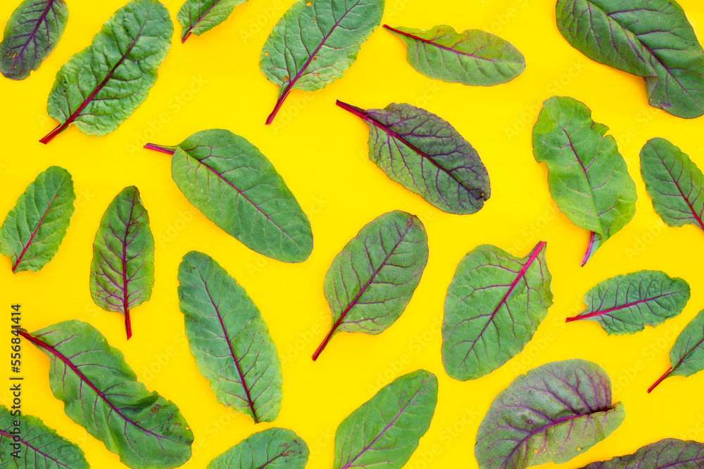 Obraz premium Swiss chard on yellow background. Baby leaf swiss chard