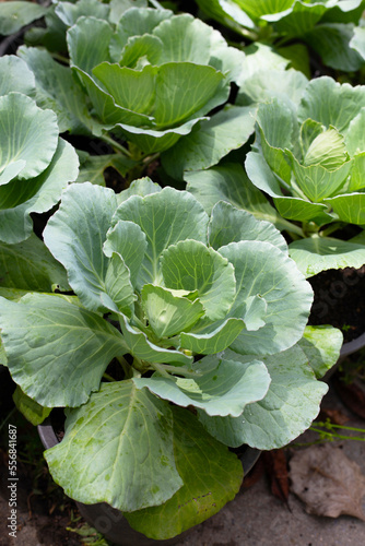 Gren cabbages growing in pots