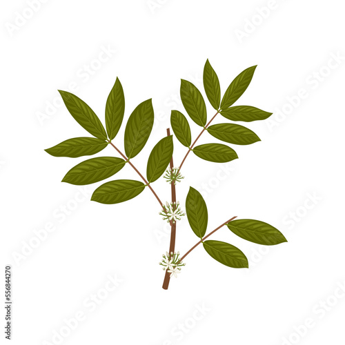 Vector illustration, muira puama or Ptychopetalum olacoides, natural viagra from amazon, isolated on white background.