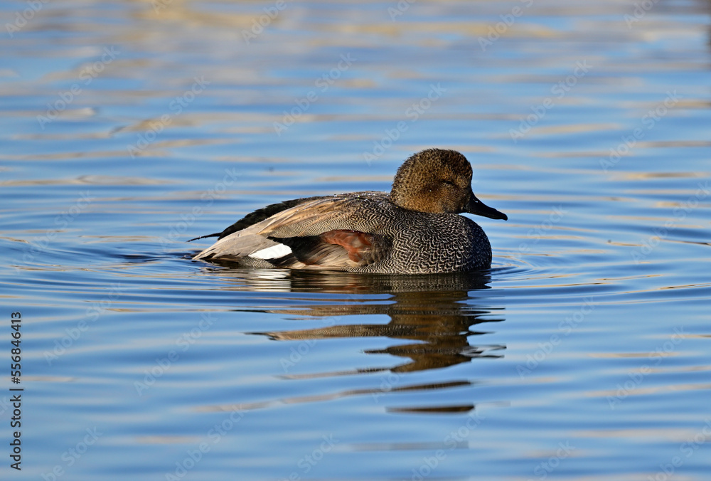 Common Goldeneye Female, aka Bucephala clangula sleeping Common Goldeneye Female, aka Bucephala clangula sleeping
