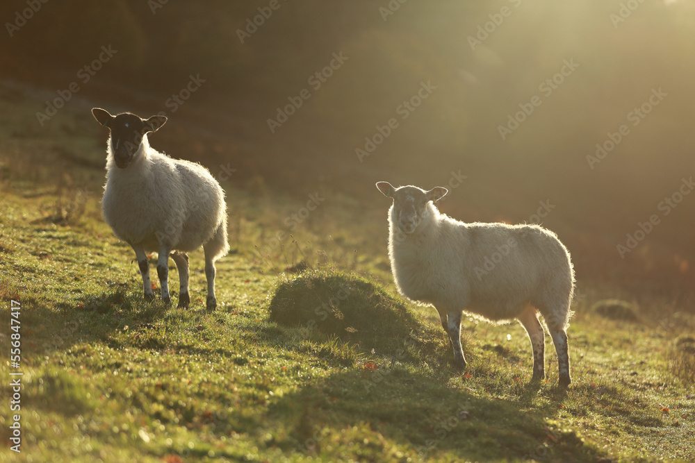 Fototapeta premium Sheep at sunrise