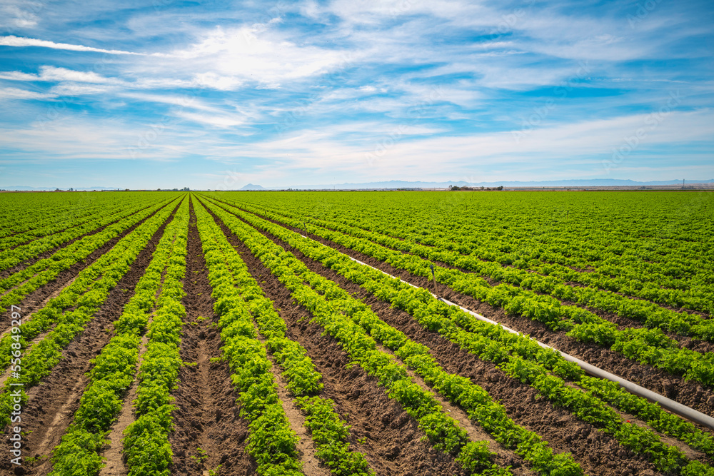 Salton Sea area landscape series, Vegetable farm, carrot field, in Imperial Valley, Southern California, USA Salton Sea area landscape series, Vegetable farm, carrot field, in Imperial Valley, Southern California, USA