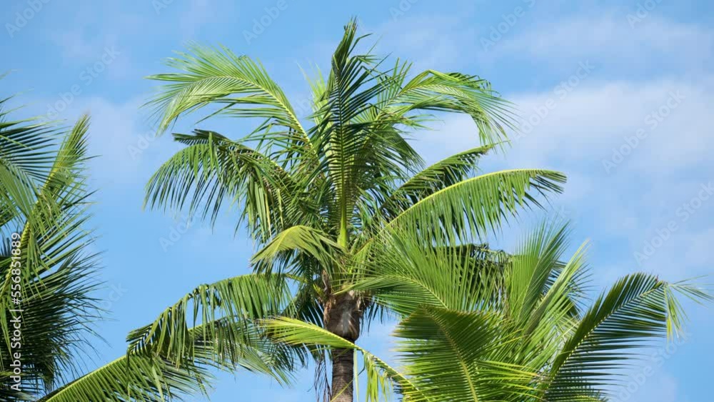 Lush Green Coconut Palm Tree Fronds Blowing in Coastal Breeze Against Sky Lush Green Coconut Palm Tree Fronds Blowing in Coastal Breeze Against Sky