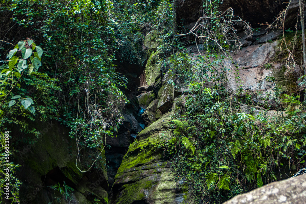 Plantas sobre unas piedras dentro de un bosque Plantas sobre unas piedras dentro de un bosque