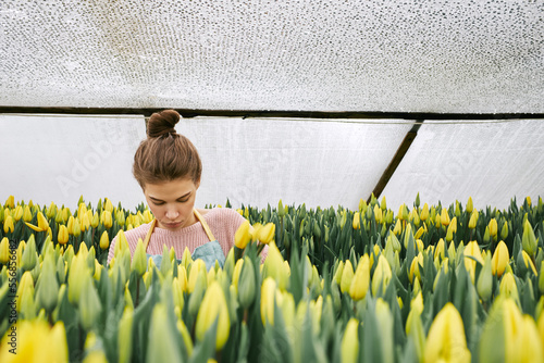 Young pretty Caucasian woman with hair bun picking yellow tulips in hothouse for sale  photo