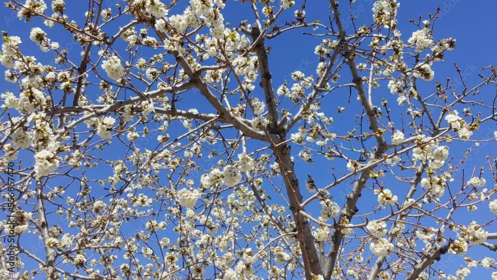 Cherry tree blossoms with bees buzzing and birds chirping Cherry tree blossoms with bees buzzing and birds chirping