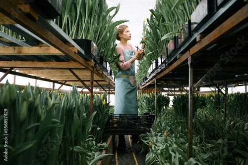 Young Caucasian woman cutting fresh yellow tulips in hothouse and putting them into plastic box, low angle view   photo